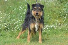 Ludwik - w typie Terrier; jednooki wulkan energii - 4