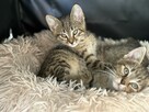 Buraczki - radosne kocięta przebywające w domu tymczasowym - 2