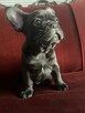 Buldog francuski - 10