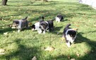 Owczarek szkocki długowłosy Collie FCI szczenięta - 8