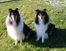 Owczarek szkocki długowłosy Collie FCI szczenięta - 3