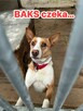 Baks - dość młody psiak lubiący spacery - 15