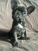 Buldog francuski - 8