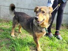 Spokojny, grzeczny ARCZI szuka domu !! Do adopcji !! - 4