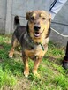 Spokojny, grzeczny ARCZI szuka domu !! Do adopcji !! - 5