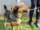 Spokojny, grzeczny ARCZI szuka domu !! Do adopcji !! - 7