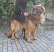 Hajs owczarek niemiecki - 4