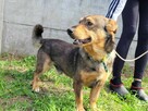 Spokojny, grzeczny ARCZI szuka domu !! Do adopcji !! - 6