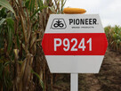 Nasiona kukurydzy Pioneer P8834 P89699 P8329 P8904 P9241 itd - 12