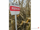 Nasiona kukurydzy Pioneer P8834 P89699 P8329 P8904 P9241 itd - 2