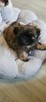 Shih Tzu sunia - 3