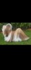 Shih Tzu sunia - 5