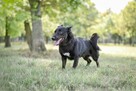 Łapek- niewielki czarny piesek do adopcji - 5