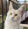 Dwuletnia towarzyska koteczka Maine Coon - 6