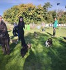 Przedszkole dla Szczeniąt Gdańsk Gang Urwisów - 10