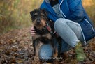 Barnej mały pies z wielkim sercem szuka swojego człowieka - 4