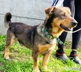 ARCZI - spokojny, nieduży psiak szuka domu - 3