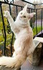 Dwuletnia towarzyska koteczka Maine Coon - 4