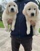 szczenięta golden retrievera