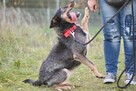Mądra aktywna suczka Molly - 9