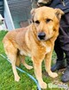 TUPTUŚ - zapomniany przez wszystkich, kochany psiak do adopc - 3