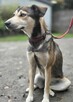 Husky mix Naomi szuka domu -schronisko Zgierz -aktualne - 7
