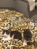 Kociaki wychowane na butelce -adopcja razem -aktualne - 5