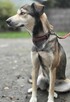 Husky mix Naomi szuka domu -schronisko Zgierz -aktualne - 4