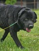 Labrador mix Sandwicz szuka domu -schronisko Zgierz -aktualne - 6