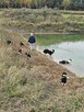 Border Collie szczeniaczki - 7