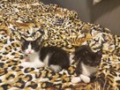 Kociaki wychowane na butelce -adopcja razem -aktualne - 6