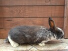 Sprzedam króliki