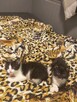Kociaki wychowane na butelce -adopcja razem -aktualne - 8