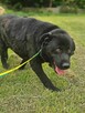 Labrador mix Sandwicz szuka domu -schronisko Zgierz -aktualne - 5