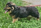 Ivo mix szuka domu schronisko Zgierz-aktualne - 3