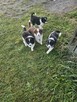 Border Collie szczeniaczki - 3