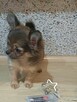 Przepiękna Maleńka Długowłosa Chihuahua - 6
