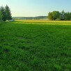 Sprzedam działkę 1257 m budowlaną w Pasturce - 4