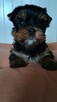 York yorki Yorkshire terier - 2
