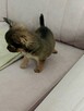 Przepiękna Maleńka Długowłosa Chihuahua - 5