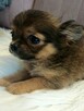 Przepiękna Maleńka Długowłosa Chihuahua - 9