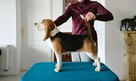 BEAGLE-szczeniaczki po champ., ZKwP/ FCI - 5