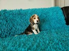 BEAGLE-szczeniaczki po champ., ZKwP/ FCI - 2