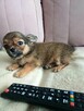 Przepiękna Maleńka Długowłosa Chihuahua - 10