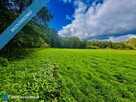 Wyjątkowa działka 2,42 ha wśród zieleni. Cisza, prywatność, natura - 2