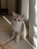 Kociak do adopcji - 3