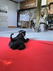 SZKOLENIE GŁÓWKOWE dla groomerów! - 13