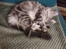 Rozmruczana kotka Maine Coon rodowód FPL - 6