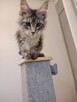 Rozmruczana kotka Maine Coon rodowód FPL - 3