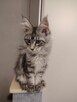 Rozmruczana kotka Maine Coon rodowód FPL - 2